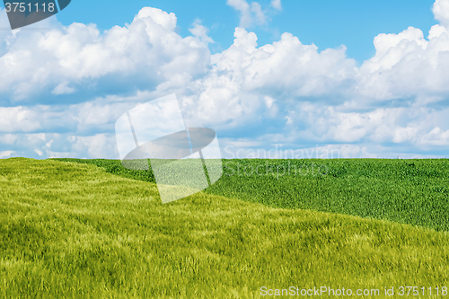 Image of Field