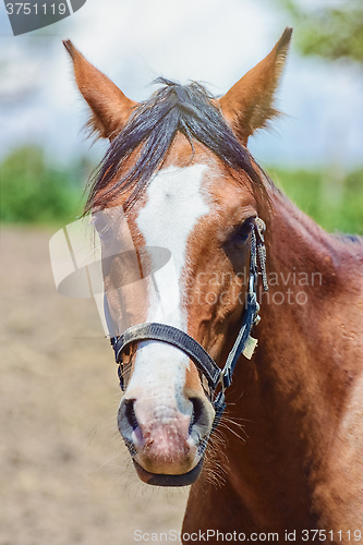 Image of Portrait of a Horse