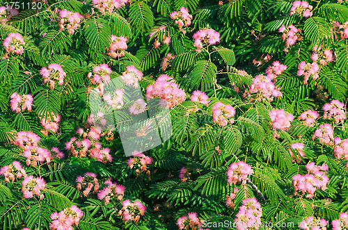 Image of Blooming Acacia