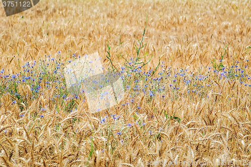 Image of Cornflowers in Rye