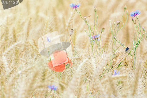 Image of Poppy in the Rye