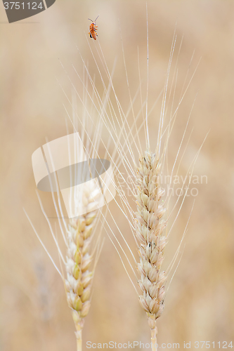 Image of Spikelets of Rye