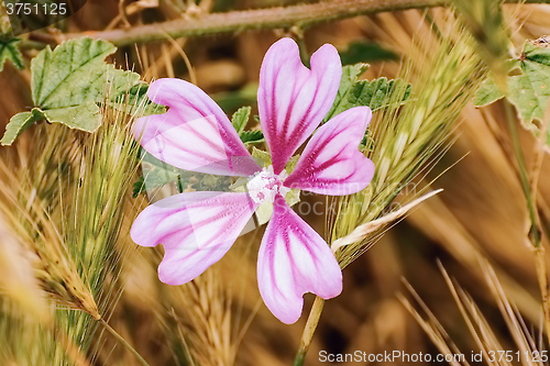 Image of Flower among the Wheat