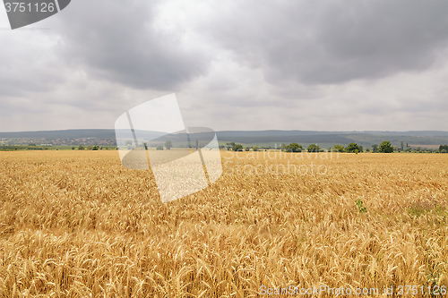Image of Field of Rye