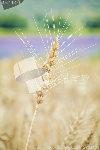 Image of Spikelet of Rye