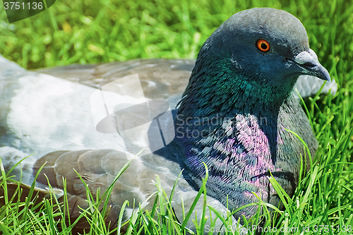 Image of Portrait of Dove