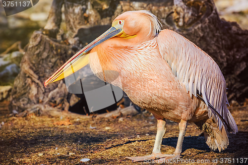 Image of Pelican on the Ground