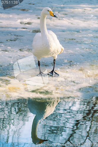 Image of Swan on Ice