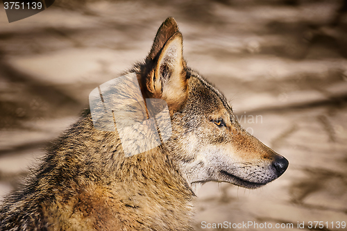 Image of Portrait of Wolf