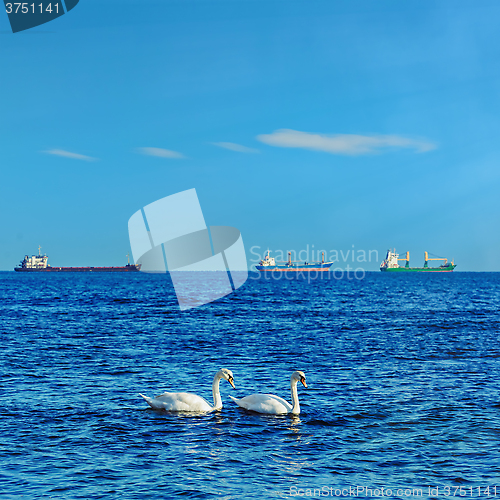 Image of White Swans in the Black Sea
