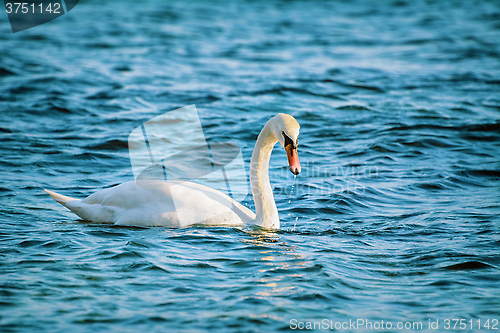 Image of White Swan on Black Sea