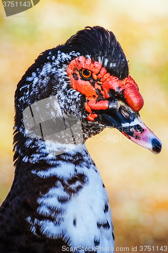Image of Portrait of Muscovy Duck