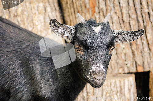 Image of Portrait of Goat