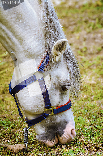 Image of Portrait of Horse