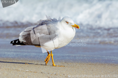 Image of Seagull on the Beach