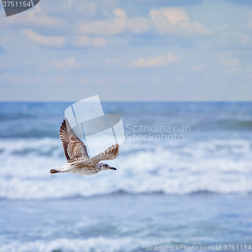 Image of flying Young Seagull 