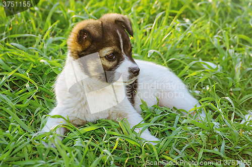 Image of Portrait of Puppy