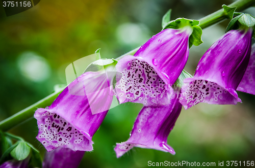 Image of Beautiful flowers purple Foxglove