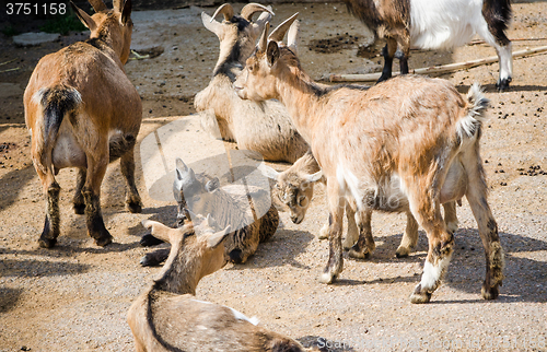 Image of A herd of goats, close-up  