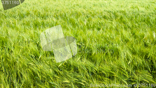 Image of young wheat on farm land