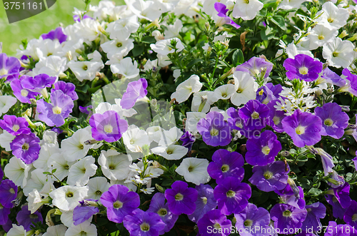 Image of Beautiful white and purple petunia flowers close up