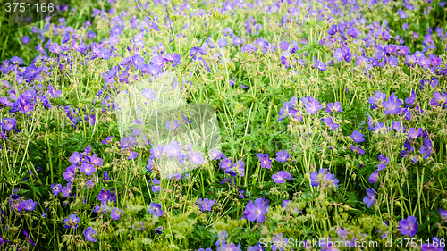 Image of Beautiful purple meadow flowers, close-up  