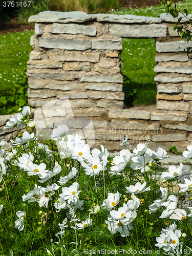 Image of White  flower on a bed with other plants, close-up 