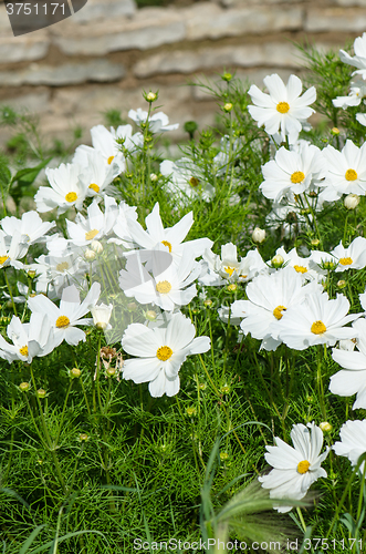 Image of White  flower on a bed with other plants, close-up 