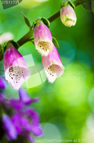 Image of Beautiful flowers purple Foxglove