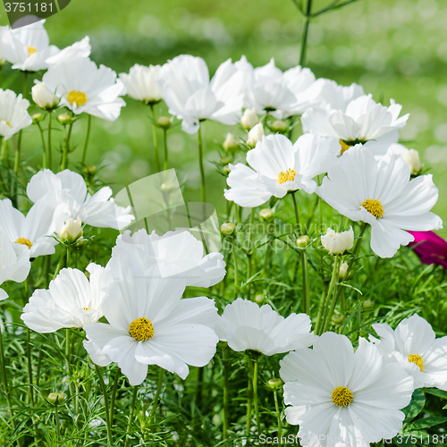 Image of White  flower on a bed with other plants, close-up 