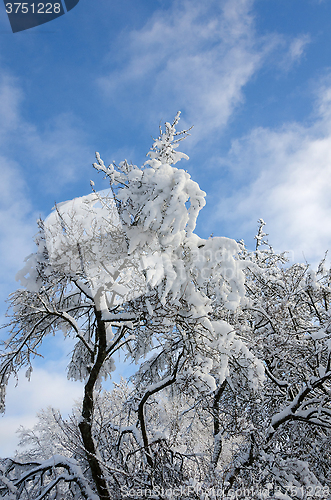 Image of winter in sweden with snow on the top of the tree