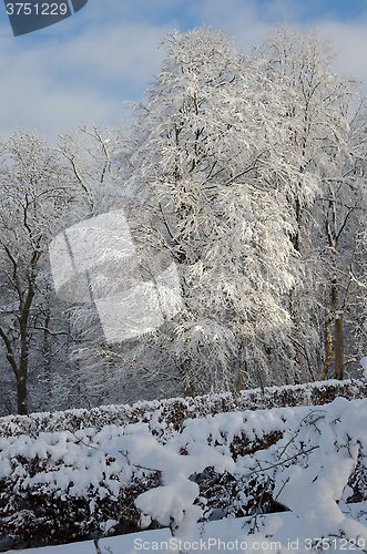 Image of winter in sweden with snow on the tree