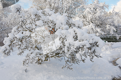 Image of winter in sweden with a lot of snow 