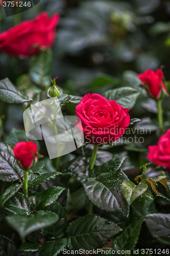 Image of Beautiful red rose