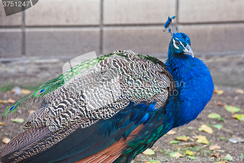 Image of peacock in a sunny day