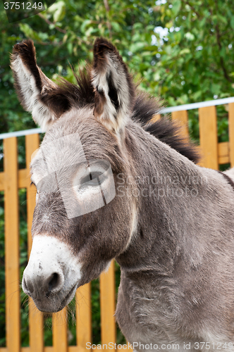 Image of Donkey closeup portrait 