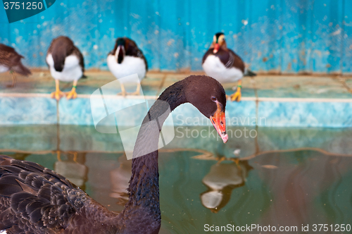 Image of Swimming black swan