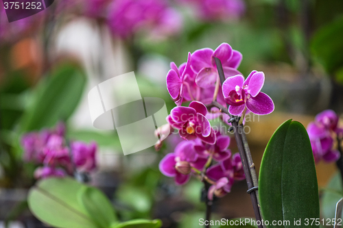 Image of pink orchids at botanical