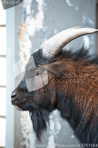 Image of Sheep ram closeup portrait