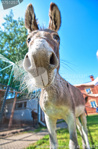 Image of Donkey closeup portrait 