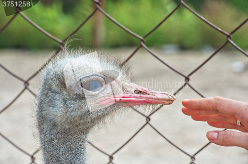 Image of Woman hand and ostrich 