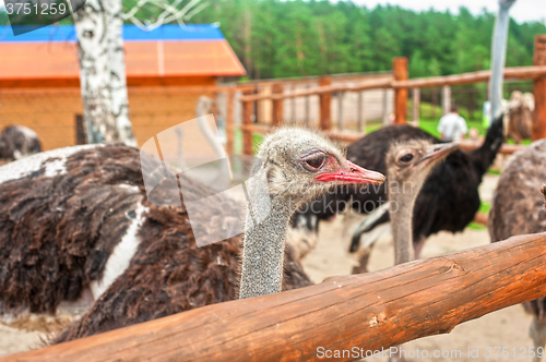 Image of ostriches in sunny day