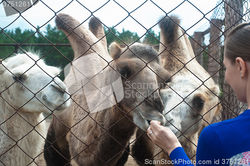 Image of woman feeding camels