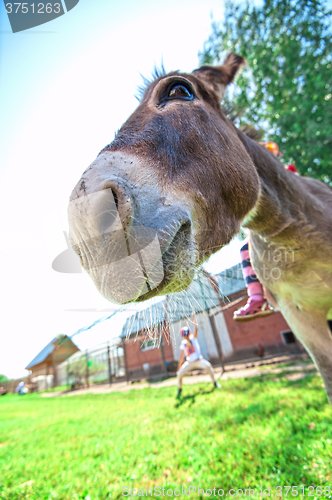 Image of Donkey closeup portrait 