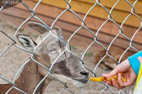 Image of feeding goat at farm