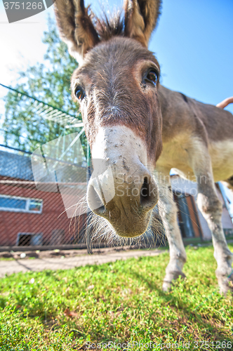 Image of Donkey closeup portrait 