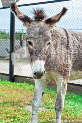 Image of Donkey closeup portrait 