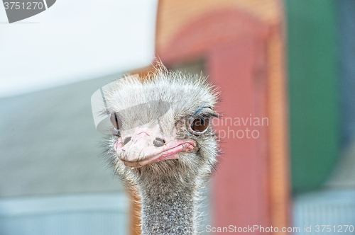 Image of Portrait of an ostrich