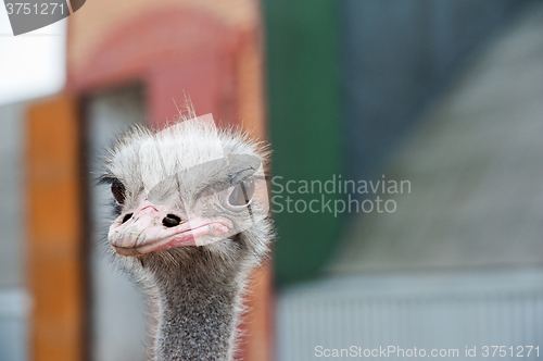 Image of Portrait of an ostrich