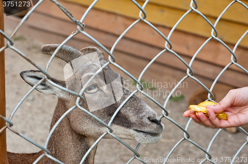 Image of feeding goat at farm